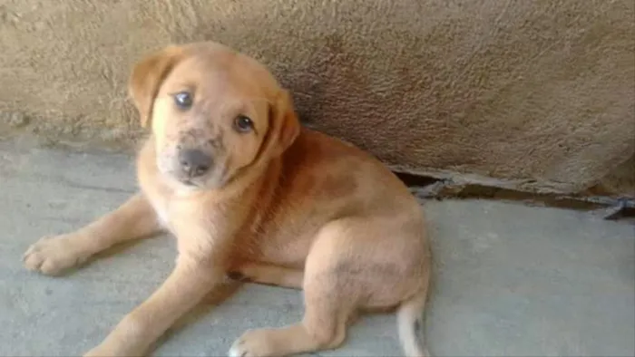 Cachorro ra a Srd idade 2 a 6 meses nome Filhotes