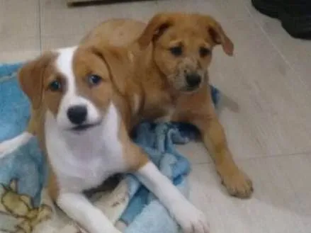 Cachorro ra a Srd idade 2 a 6 meses nome Filhotes
