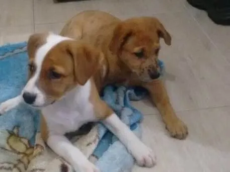 Cachorro ra a Srd idade 2 a 6 meses nome Filhotes