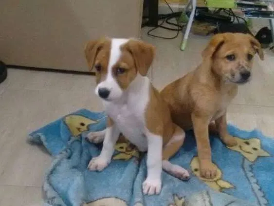 Cachorro ra a Srd idade 2 a 6 meses nome Filhotes