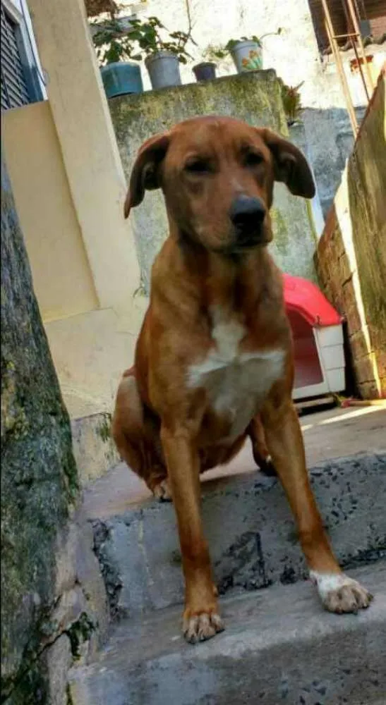 Cachorro raça srd idade 2 anos nome Marly