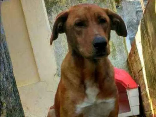 Cachorro raça srd idade 2 anos nome Marly