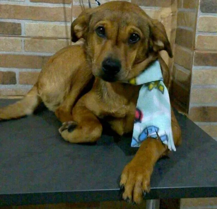 Cachorro raça srd idade 1 ano nome bob