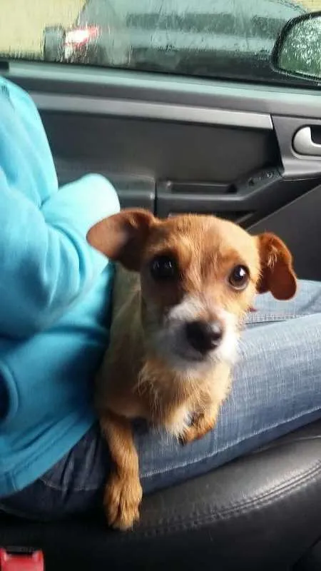 Cachorro ra a SRD idade 2 anos nome Pepita