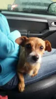 Pepita