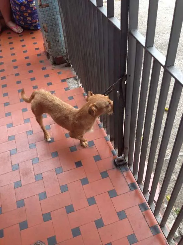 Cachorro ra a SRD idade 2 anos nome Pepita