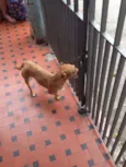 Pepita
