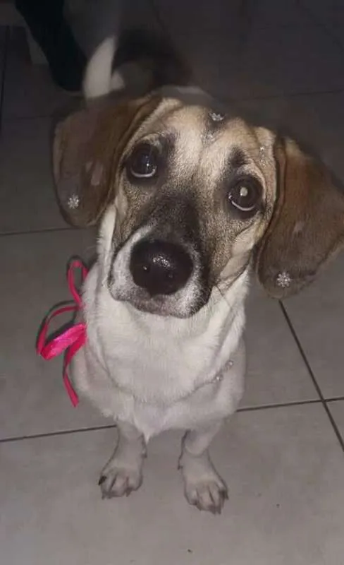Cachorro ra a SRD idade 1 ano nome Lana