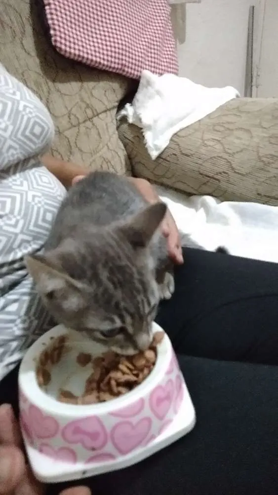 Gato ra a Sem raca definida idade Abaixo de 2 meses nome Filhote