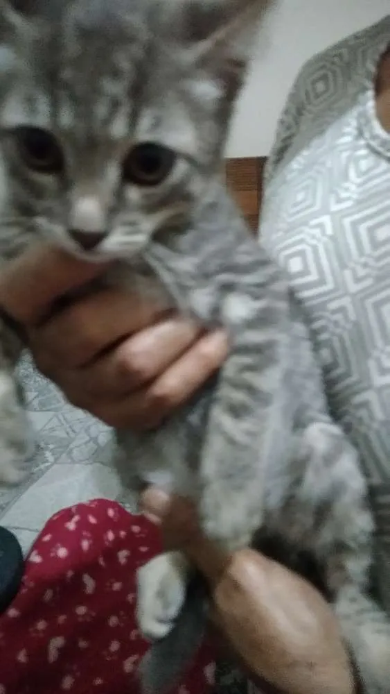 Gato ra a Sem raca definida idade Abaixo de 2 meses nome Filhote
