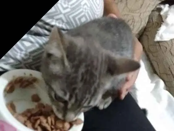 Gato ra a Sem raca definida idade Abaixo de 2 meses nome Filhote