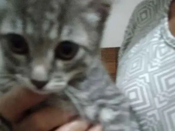 Gato ra a Sem raca definida idade Abaixo de 2 meses nome Filhote