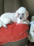 Julieta 