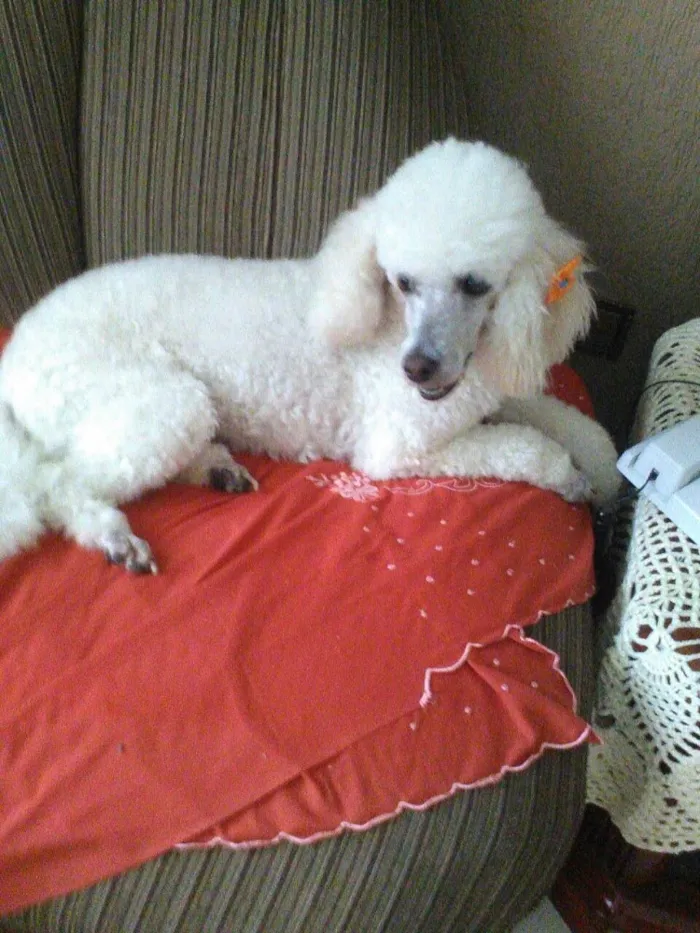 Cachorro ra a Poodle idade 2 anos nome Julieta 