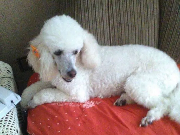 Cachorro ra a Poodle idade 2 anos nome Julieta 
