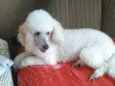 Julieta