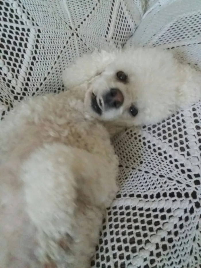 Cachorro ra a Poodle idade 2 anos nome Julieta 