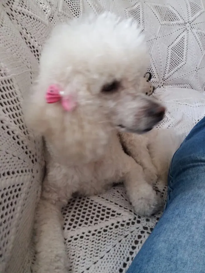 Cachorro ra a Poodle idade 2 anos nome Julieta 