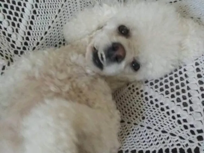 Cachorro ra a Poodle idade 2 anos nome Julieta 