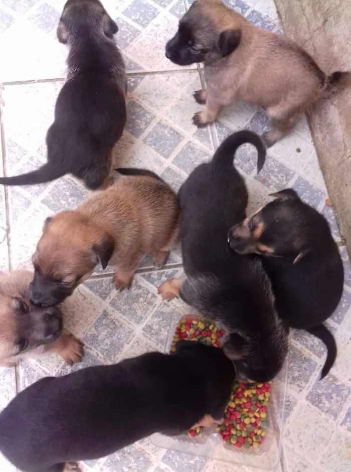 Cachorro ra a Vira lata idade Abaixo de 2 meses nome Sem nome