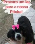 Pituka