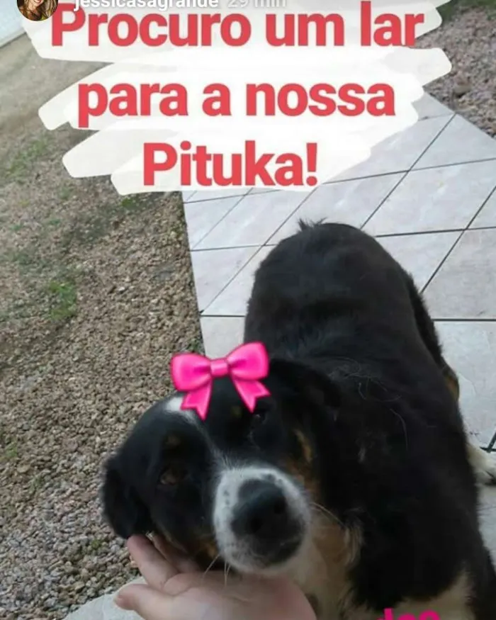 Cachorro ra a Vira lata idade 6 ou mais anos nome Pituka