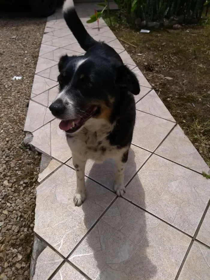 Cachorro ra a Vira lata idade 6 ou mais anos nome Pituka