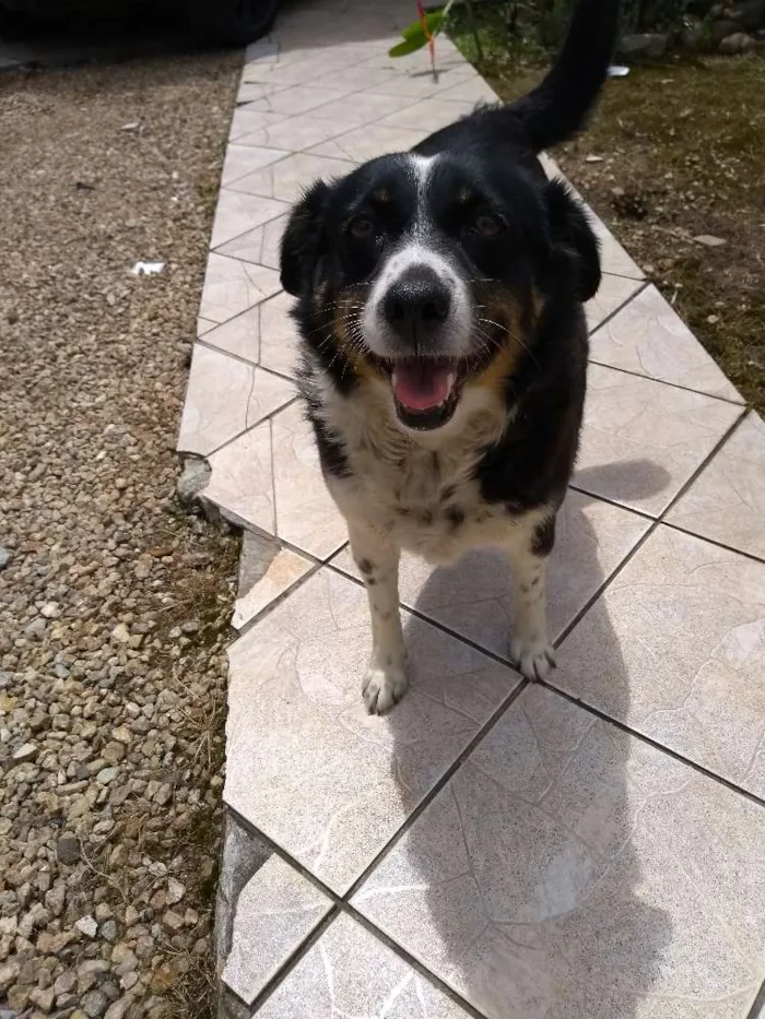 Cachorro ra a Vira lata idade 6 ou mais anos nome Pituka