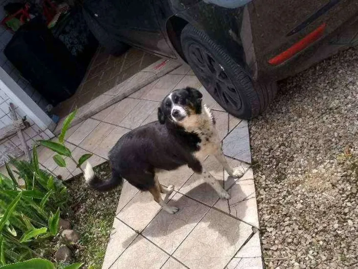 Cachorro ra a Vira lata idade 6 ou mais anos nome Pituka