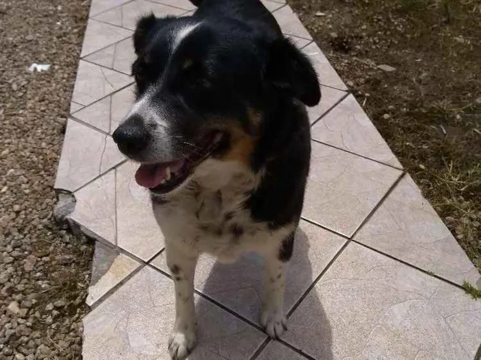 Cachorro ra a Vira lata idade 6 ou mais anos nome Pituka