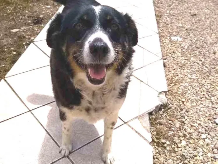 Cachorro ra a Vira lata idade 6 ou mais anos nome Pituka