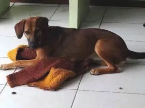 Cachorro raça Vira lata idade 2 a 6 meses nome Molly