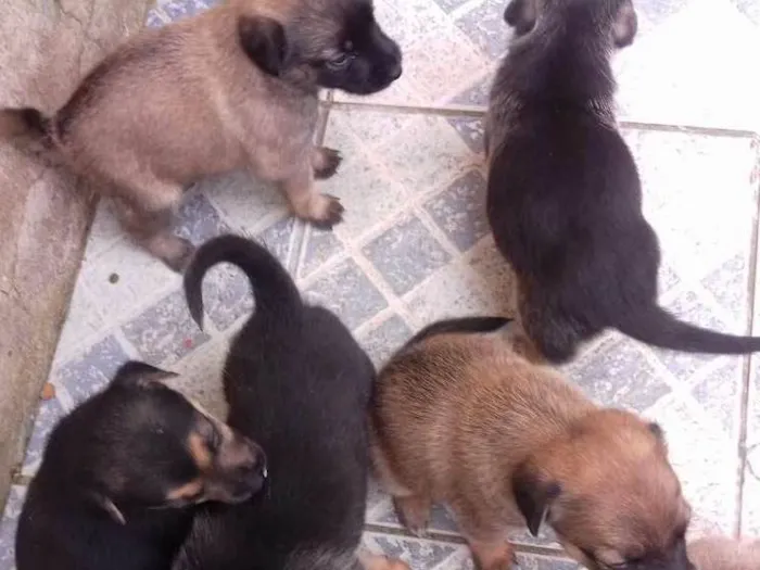 Cachorro ra a Vira lata idade Abaixo de 2 meses nome Sem nome