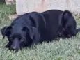Nina