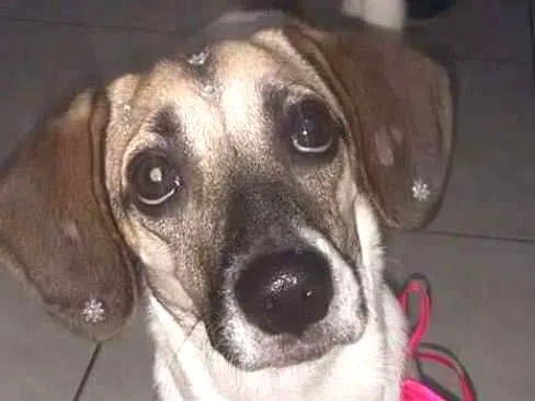 Cachorro ra a SRD idade 1 ano nome Lana