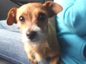 Cachorro raça SRD idade 2 anos nome Pepita