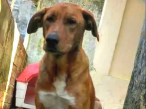 Cachorro raça srd idade 2 anos nome Marly