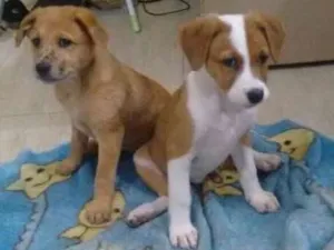 Cachorro raça Srd idade 2 a 6 meses nome Filhotes