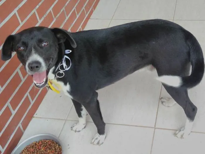 Cachorro ra a Indefinida  idade 1 ano nome Guardião