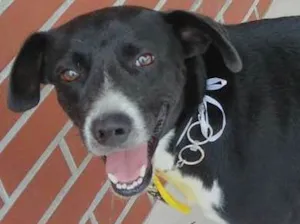 Cachorro raça Indefinida  idade 1 ano nome Guardião