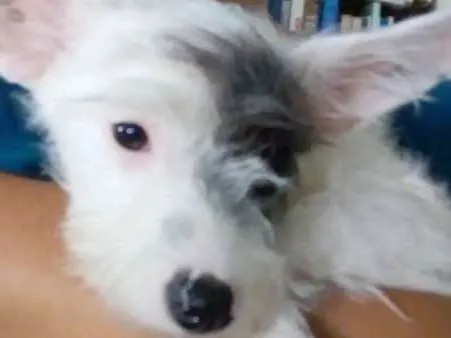 Cachorro ra a não tem idade 7 a 11 meses nome NEVE