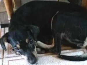 Cachorro raça SRD idade 1 ano nome Pretinha