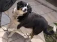 Pituka