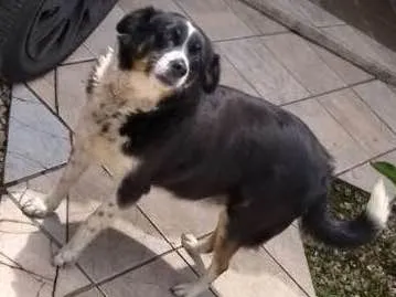 Cachorro ra a RND idade 6 ou mais anos nome Pituka