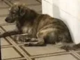 Lobo