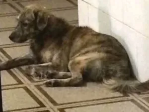 Cachorro raça SRD idade 5 anos nome Lobo