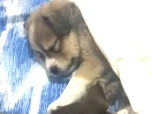 Cachorro raça SRD idade 2 a 6 meses nome Amália e Alcione