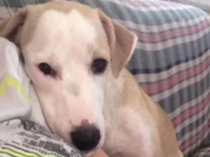 Cachorro raça SRD idade 4 anos nome Matilda