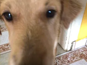Cachorro raça SRD idade 7 a 11 meses nome Rubinho