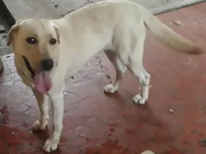 Cachorro raça Labrador idade 3 anos nome Nina ( Labrador)